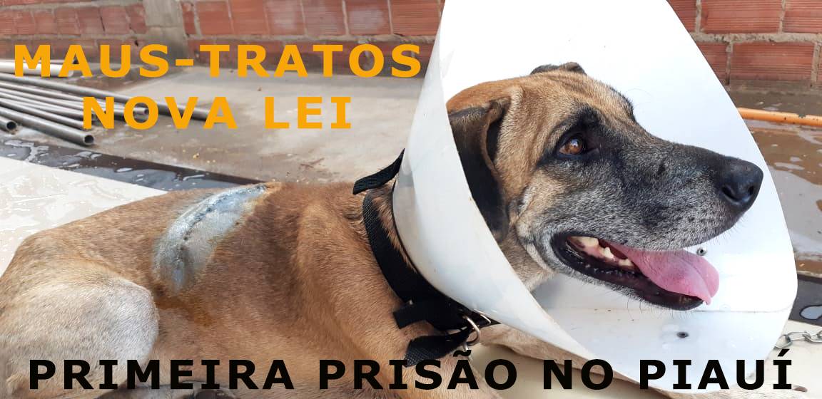 Primeira prisão por maus-tratos a animas com nova Lei. Disputa pelo "Julim" foi parar na delegacia